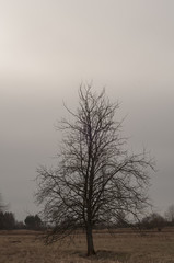 lonely tree on meadow
