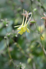 Golden columbine close up