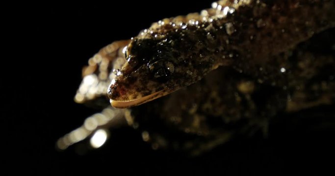 Broad-tailed Gecko or Southern Leaf-tailed Gecko (Phyllurus platurus) is a common gecko found in the Sydney Australia