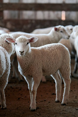 Fazenda de ovinocultura