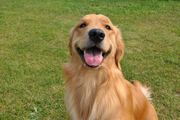 ゴールデンレトリーバー