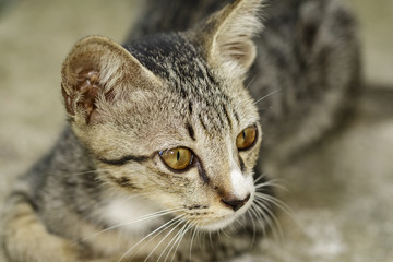 Image of a lovely cat. Pet Animal.