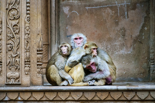 Monkey hugging on cold winter morning in Vrindavan, Uttar Pradesh