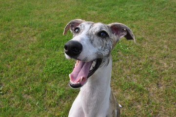 ウィペット（Whippet）