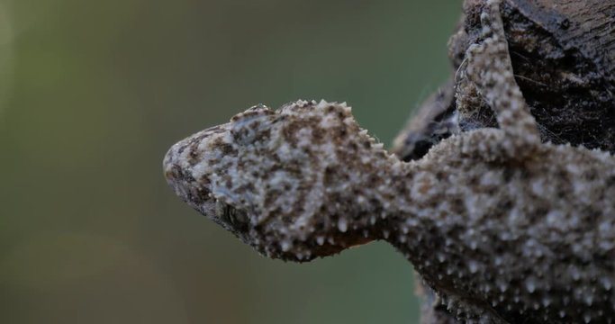 Broad-tailed Gecko or Southern Leaf-tailed Gecko (Phyllurus platurus) is a common gecko found in the Sydney Australia