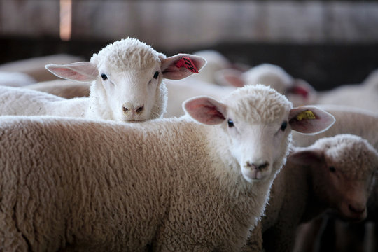 Fazenda de ovinocultura