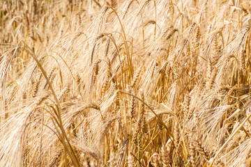 Wheat field