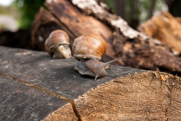 Close up view of Burgundy snail (Helix, Roman snail, edible snail, escargot) crawling on the trunk of old pine tree. .