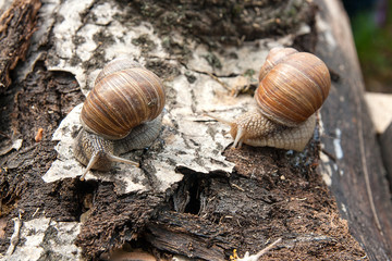 Two Burgundy snails (Helix, Roman snail, edible snail, escargot) crawling on the trunk of old aspen tree. .