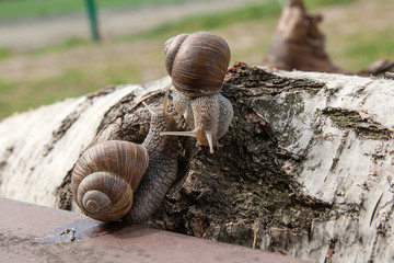Two big Burgundy snails (Helix, Roman snail, edible snail, escargot) crawling on the trunk of old birch tree. .