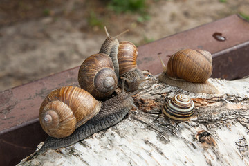 Group of big Burgundy snails (Helix, Roman snail, edible snail, escargot) crawling on the trunk of old birch tree. .