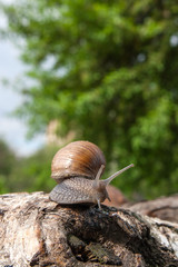 Burgundy snail (Helix, Roman snail, edible snail, escargot) crawling on the trunk of old birch tree. .