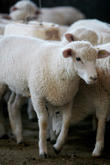 Fazenda de ovinocultura