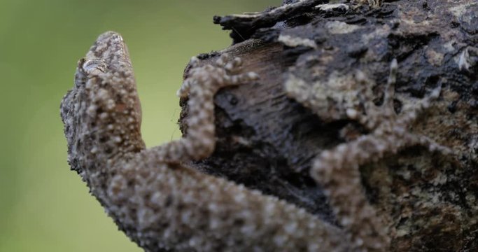 Broad-tailed Gecko or Southern Leaf-tailed Gecko (Phyllurus platurus) is a common gecko found in the Sydney Australia