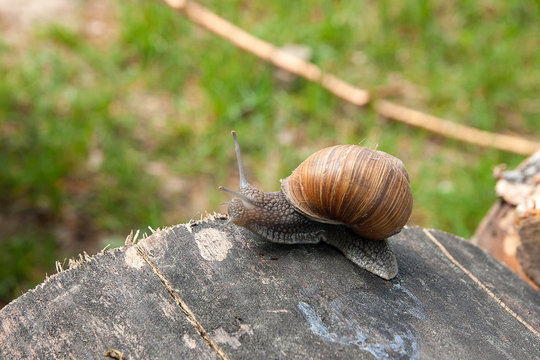 Close up view of Burgundy snail (Helix, Roman snail, edible snail, escargot) crawling on the trunk of old pine tree and green grass on background. .