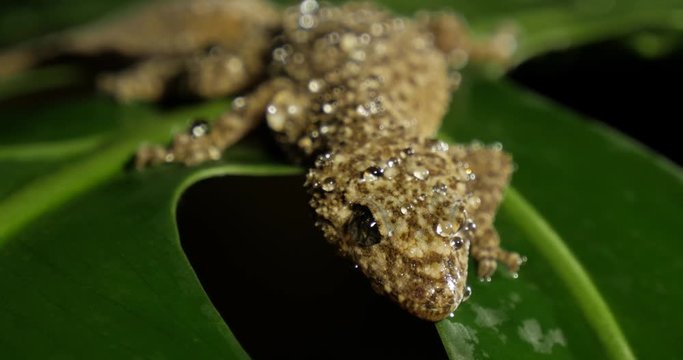 Broad-tailed Gecko or Southern Leaf-tailed Gecko (Phyllurus platurus) is a common gecko found in the Sydney Australia