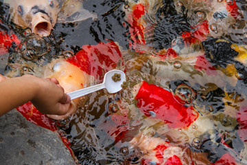 a boy feeding fancy carp fish in the pond