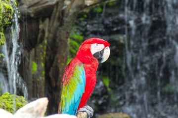  Macaw in the forest