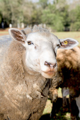 Fazenda de ovinocultura