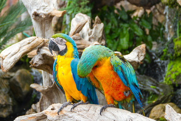  Macaw in the forest