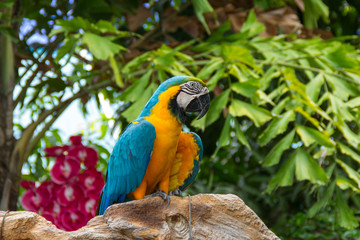  Macaw in the forest