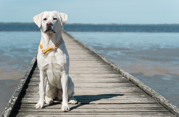Junger Labrador Retriever Hund Welpe am Strand auf einem Steg in der Sonne vor dem Meer