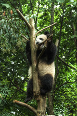 Obraz premium Big panda