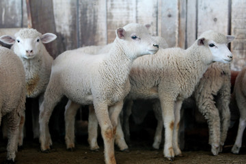Fazenda de ovinocultura