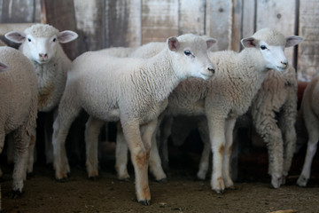 Obraz premium Fazenda de ovinocultura