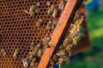 View of the working bees on the honeycomb with sweet honey.