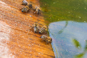 Bees drinking water at the summer.