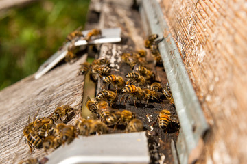 Plenty of bees at the entrance of beehive in apiary.