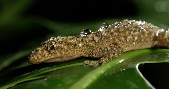 Broad-tailed Gecko or Southern Leaf-tailed Gecko (Phyllurus platurus) is a common gecko found in the Sydney Australia