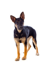 Young German Shepherd dog