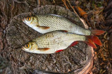 View of two common rudd fish on natural vintage wooden background..