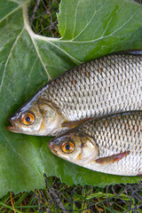 Close up view of two freshwater common rudd fish on big green leaf..
