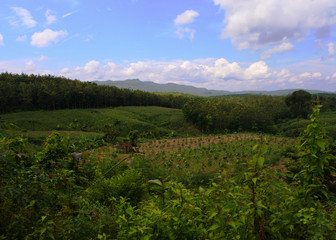 Fototapeta premium Forest landscape