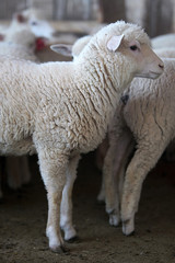 Fazenda de ovinocultura