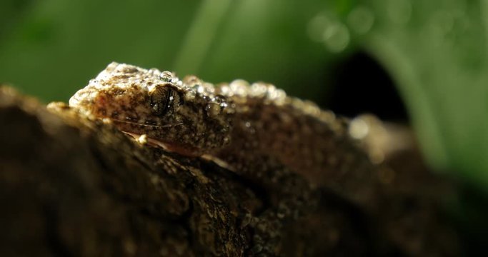 Broad-tailed Gecko or Southern Leaf-tailed Gecko (Phyllurus platurus) is a common gecko found in the Sydney Australia