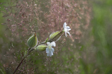 Lepnica rozdęta © Jozef