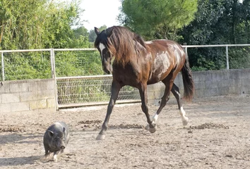 Wall murals horse playing with a pig