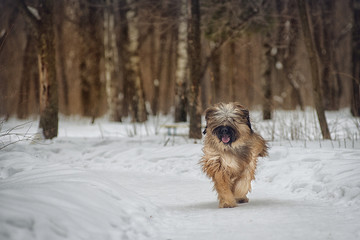 Dog breed Briard running on snow in winter day