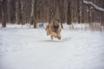 Dog breed Briard running on snow in winter day