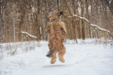 Dog breed Briard jumping up on a winter day