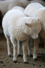 Fazenda de ovinocultura