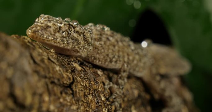 Broad-tailed Gecko or Southern Leaf-tailed Gecko (Phyllurus platurus) is a common gecko found in the Sydney Australia