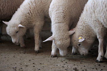 Fazenda de ovinocultura