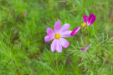 Mexican Diasy Purple flowers
