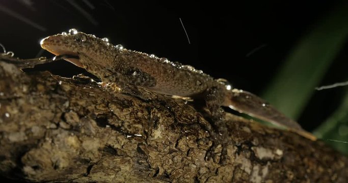 Broad-tailed Gecko or Southern Leaf-tailed Gecko (Phyllurus platurus) is a common gecko found in the Sydney Australia