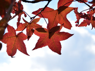 赤く透ける、楓の紅葉